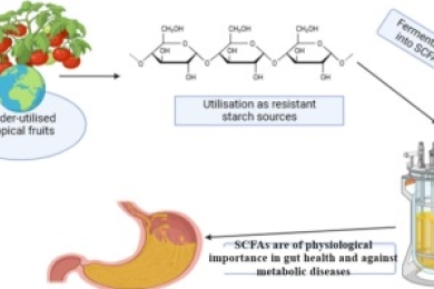 Unlocking the potential of resistant starches from underutilized tropical fruits as substrates for fermentation into short-chain fatty acids