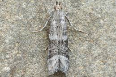 Vapour heat as a potential means of controlling insects in stored dates