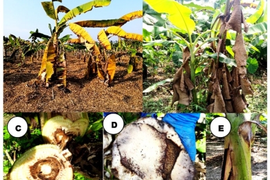 Patho-ecological distribution and genetic diversity of <span style="font-style:italic;">Fusarium oxysporum </span>f. sp. <span style="font-style:italic;">cubense </span>in Malbhog banana belts of Assam, India
