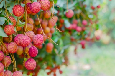 Juicy lychee hits city markets