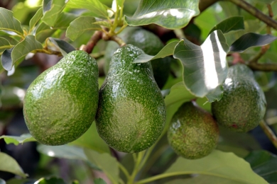 California Avocado Commission's response to Taiwan's blocking of U.S. avocado imports