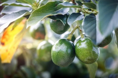 Avocado harvest is back on track thanks to rain in Spain