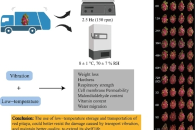 Evaluation and analysis of postharvest red pitayas (<span style="font-style:italic;">Hylocereus polyrhizus </span>) fruit during storage based on a mechanical vibration experiment Evaluation and analysis of postharvest red pitayas (<span style="font-style:italic;">Hylocereus polyrhizus </span>) fruit during storage based on a mechanical vibration experiment
