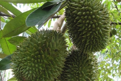 Total phenolic contents, total flavonoid contents and antioxidant activities of endocarp and mesocarp of Malaysian local <span style="font-style:italic;">Durio Zibethinus </span>(<span style="font-style:italic;">Musang King </span>and <span style="font-style:italic;">Durian Kampung Peel </span>)