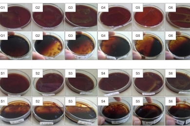 Edible film based on rambutan seed (<span style="font-style:italic;">Nephelium lappaceum </span>) starch: An alternative biodegradable food packaging