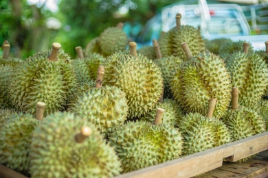 Thai durian farmers reap gains from smart solutions