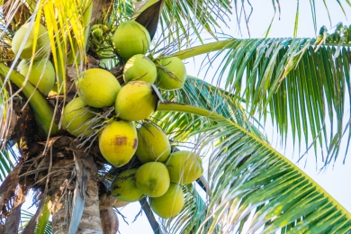 President Mahama directs distribution of 3 million coconut seedlings to farmers