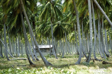 Philippine president orders doubling of coconut planting to 50M trees next year