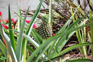 RU scientists develop low-cost method for quality pineapple seedlings