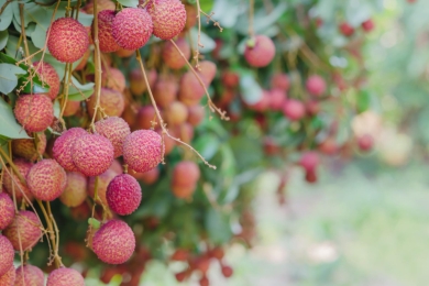 Chinese lychee bears sweetness in Mexican homes