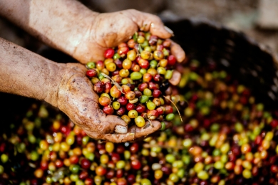 Colombia's sustainable coffee sector and its lessons for climate solutions