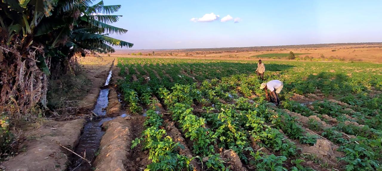 FAO and UNDP launch joint mission to drive integrated rural transformation through agriculture and clean energy