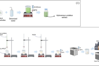 Biogenic synthesis of hydroxyapatite: A sustainable approach using<span style="font-style:italic;"> Hylocereus undatus  </span>