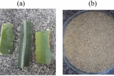 Production and characterization of L-asparaginase by <span style="font-style:italic;">Aspergillus niger</span> : A sustainable use of pitaya (<span style="font-style:italic;">Hylocereus</span>  spp.) by-products