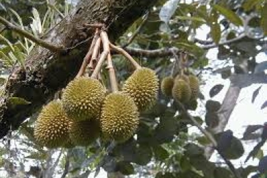 Characteristics of seven commercial Thai durian (<span style="font-style:italic;">Durio zibethinus</span>) fruits at different ripening stages