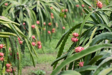 Florida dragon fruit: small size, big ambitions