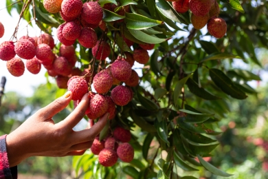 Lychee exports more than triple to $35M in June