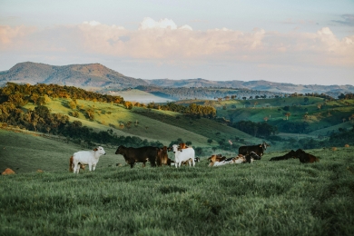 Denmark’s vision for EU agriculture is firmly focused on simplicity
