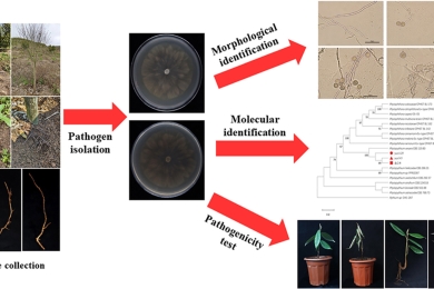 <span style="font-style:italic;">Phytopythium vexans </span>causing root rot on durian (<span style="font-style:italic;">Durio zibethinus </span>) in China