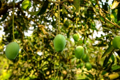 WA growers take precautions against mango twig tip dieback disease