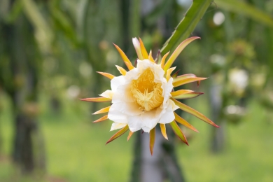 Farmers in Sangam City opting for bagging tech for dragon fruit crops