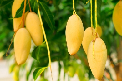 Mango exports rebound as quality, production improve