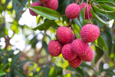 Two Taiwanese lychee varieties secure breeder rights in Australia