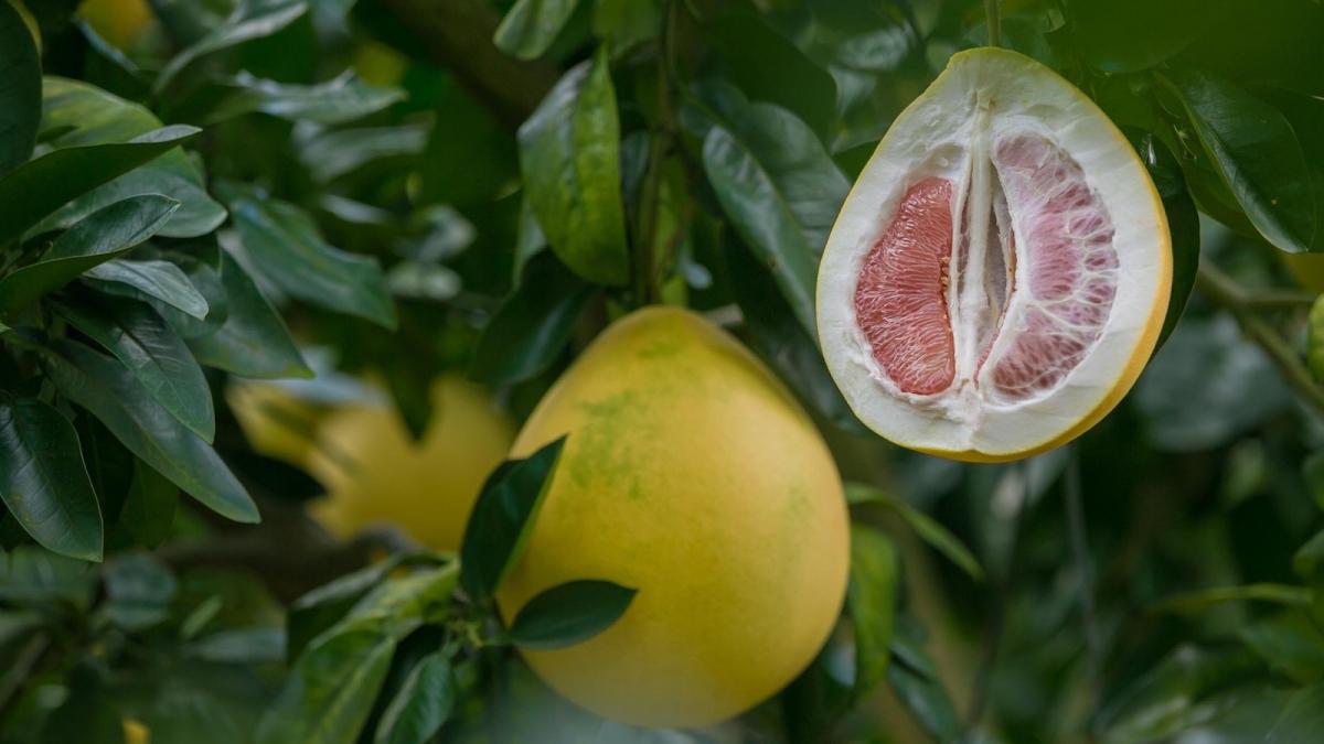 China’s honey pomelo exports surge in 2025 amid rising global demand