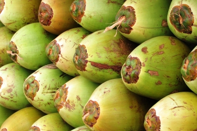 Surging coconut exports squeeze local industry