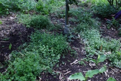 A new tool for net-zero agriculture: mutiple grass types boost carbon sequestration in orchards