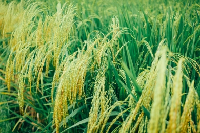 New 117 million-ton resource: carbon credit exports could yield big money