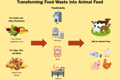 Tapping an innovative climate solution: upscaling food waste to animal feed in Japan and China