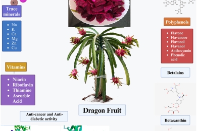 Advances in agronomic practices, postharvest technologies, and medicinal potential of dragon fruit (<span style="font-style:italic;">Hylocereus </span> spp.): A comprehensive updated review