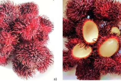 Current extraction techniques, biological activities, bioavailability, and patents of rambutan (<span style="font-style:italic;">Nephelium lappaceum </span> L.) peel polyphenols: An updated review