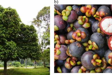 Extraction of bioactive compounds from <span style="font-style:italic;">Garcinia mangostana </span>L., using green technologies: a comprehensive analysis