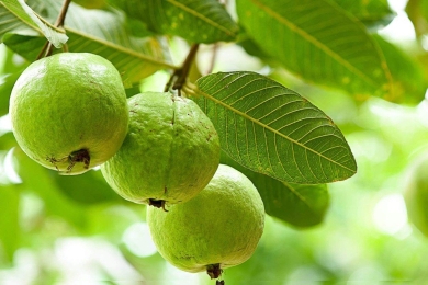 Impact of climate change on guava production: Challenges and adaptive strategies