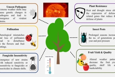 Climate change impacts on fruit crops and mechanisms of stress-induced disease dynamics for resilience strategies