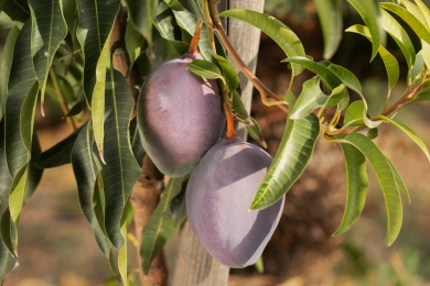 Spain's mango farmers claim 'we get 80 cents per kilo and the consumer pays six euros'