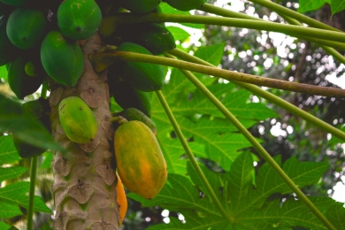 Papaya prices fall, farmers badly hit