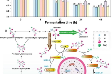 Unveiling multifaceted effects of <span style="font-style:italic;">Lactobacillus </span>fermentation on red pitaya (<span style="font-style:italic;">Hylocereus polyrhizus</span>) Pulp: An integrated in silico and in vitro-vivo study
