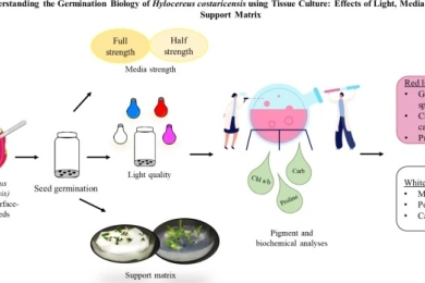 Understanding the germination biology of <span style="font-style:italic;">Hylocereus costaricensis </span>using tissue culture: effects of light, media strength, and support matrix