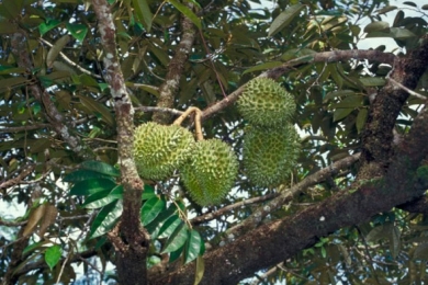 Optimization grafting of <span style="font-style:italic;">Durio zibethinus </span>using various scion diameters and hormone levels