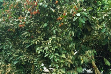 A preliminary review on the morphological and phytochemical characteristics of rambutan (<span style="font-style:italic;">Nephelium lappaceum </span>L.)