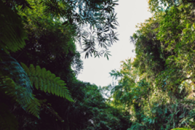 Production of sustainable tropical fruit is linked to the preservation of natural vegetation in Bahia/Brazil