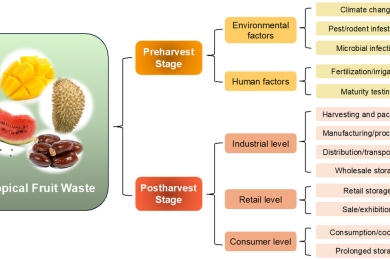 A comprehensive review on the composition, processing methods, and sustainable utilization of tropical fruit seeds in food industry