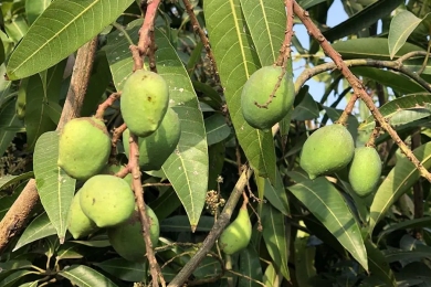 Residue dynamics of tebuconazole in mango (<span style="font-style:italic;">Mangifera indica</span>): a study of persistence and dissipation using GC–MS/MS