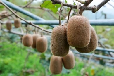 Taiwan seeks to expand kiwifruit production