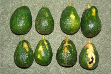 Florida avocado growers on the lookout for sunblotch viroid