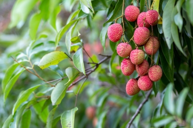 Lychee growers confident despite sporatic flowering