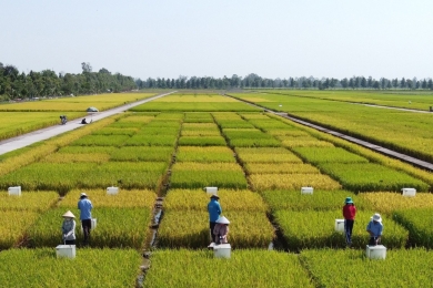 Viet Nam’s green rice revolution: A game changer for farmers and the environment